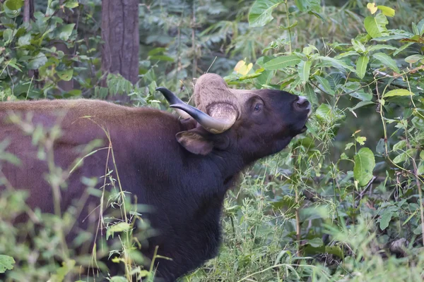 Gaur eller indisk bison — Stockfoto
