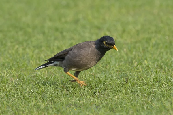 Gemeenschappelijke myna of Indiase myna — Stockfoto