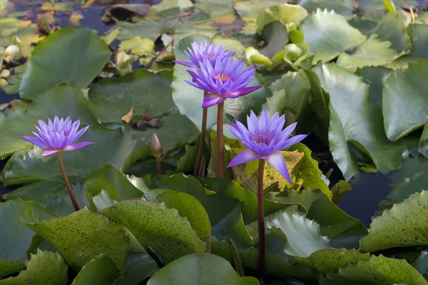 Blau lila Lotusblüten — Stockfoto