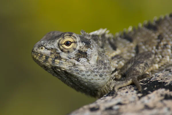 Indische Eidechse — Stockfoto