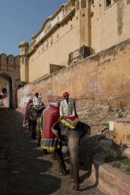 filler ve mahouts amber fort