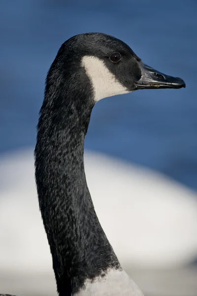 Canada goose — Stock fotografie