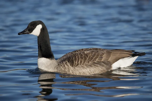 Canada goose — Stock fotografie