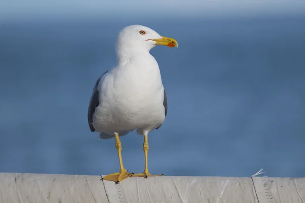 Yellow-Legged Gull — Stock Photo, Image
