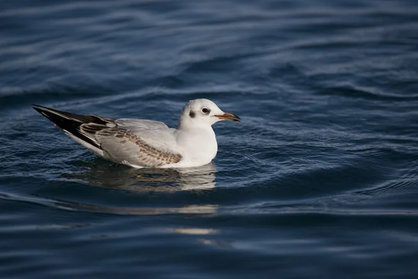 Gull — Stock Photo, Image