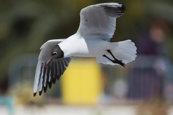 Black-headed Gull Flying — Stock Photo, Image