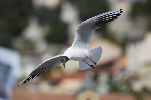 Voando Gaivota de cabeça preta — Fotografia de Stock