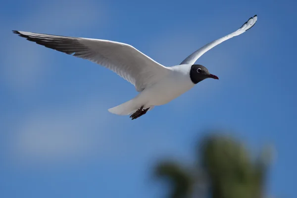 Voando Gaivota de cabeça preta — Fotografia de Stock