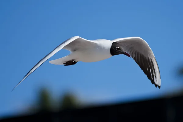 Kara kafalı martı uçuyor — Stok fotoğraf