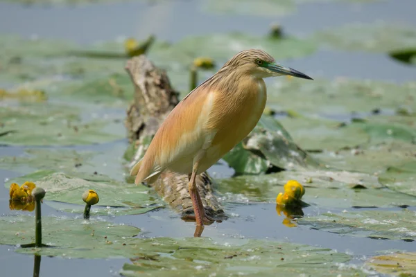 Heron Squacco — Fotografia de Stock