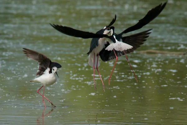 Kara kanatlı stilts mücadele — Stok fotoğraf