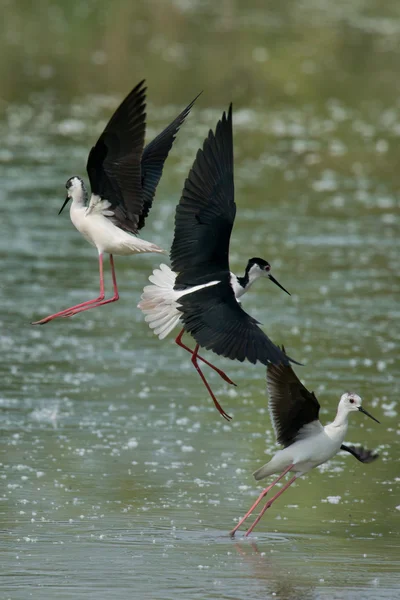 Black-winged Stilts fighting — Stock Photo, Image