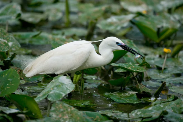 Little Egret eating Fish — Stock Photo, Image