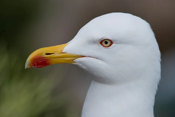 Retrato de uma gaivota de pernas amarelas — Fotografia de Stock