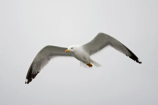 Gull flying — Stock Photo, Image