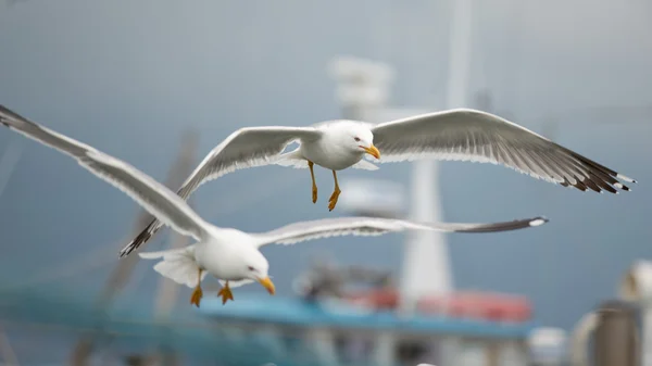 Gaviota volando — Foto de Stock