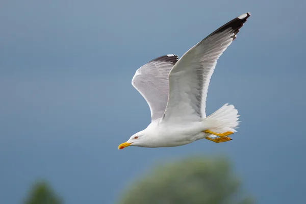 Gull flying — Stock Photo, Image
