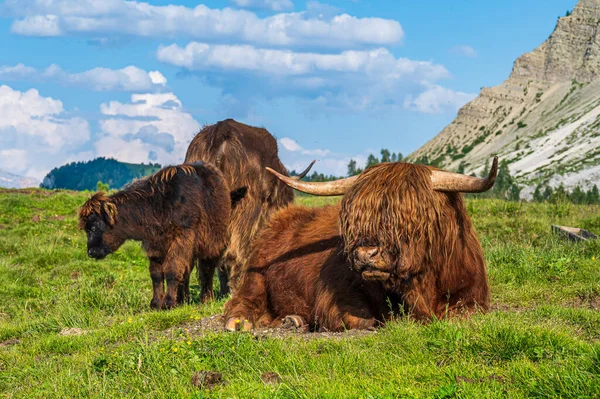 在安泰莫亚的草地上 草地上的高原牛群 — 图库照片