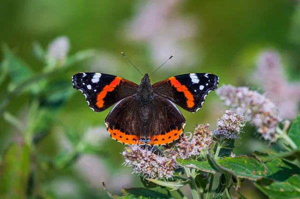 Ein Kleiner Brauner Schwarzer Und Oranger Schmetterling Auf Einer Blume — Stockfoto