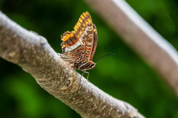 Mehrfarbiger Schmetterling Auf Einem Ast — Stockfoto
