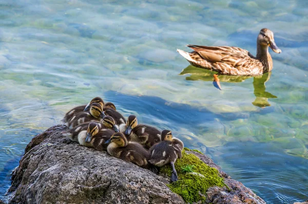 Pequeño Patito Madre Lago —  Fotos de Stock