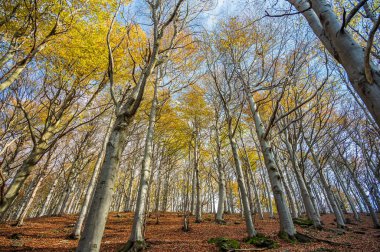 İtalya 'nın Liguria kentinde Barbottina adı verilen kayın ormanında sonbaharın canlı kırmızı renkleri
