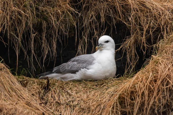 Racek Zadumaný Arnarstapi Poloostrově Snaefellsnes Island — Stock fotografie