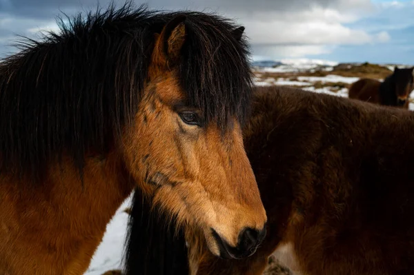 Caballo Islandés Una Raza Caballos Desarrollada Partir Ponis Llevados Islandia —  Fotos de Stock