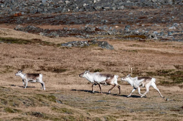 冰岛田野里驯鹿的家庭 — 图库照片