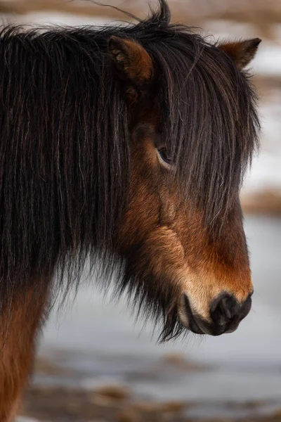 Icelandic Horse Breed Horse Developed Ponies Taken Iceland Norse Settlers — Stock Photo, Image