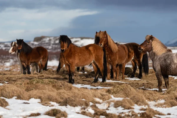 Icelandic Horse Breed Horse Developed Ponies Taken Iceland Norse Settlers — Stock Photo, Image