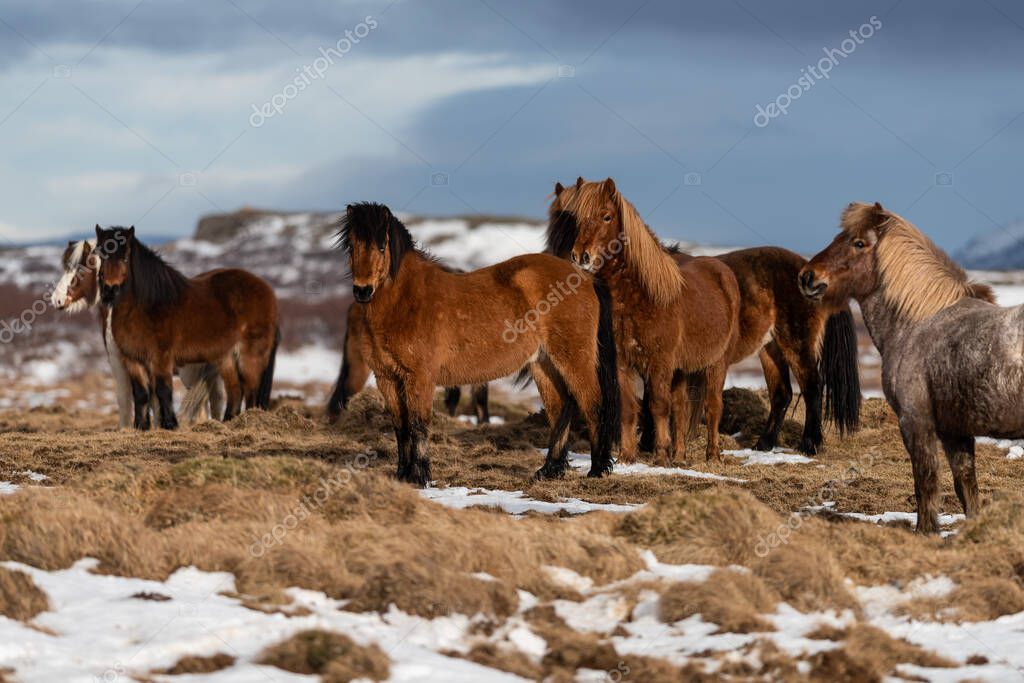 El caballo islandés es una raza de caballos desarrollada a partir de