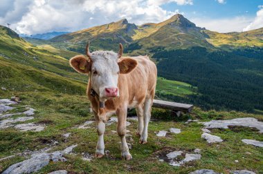 Kleine Scheidegg 'in çayırlarındaki buzağı Grindelwald yakınlarındaki Bernese Oberland, İsviçre