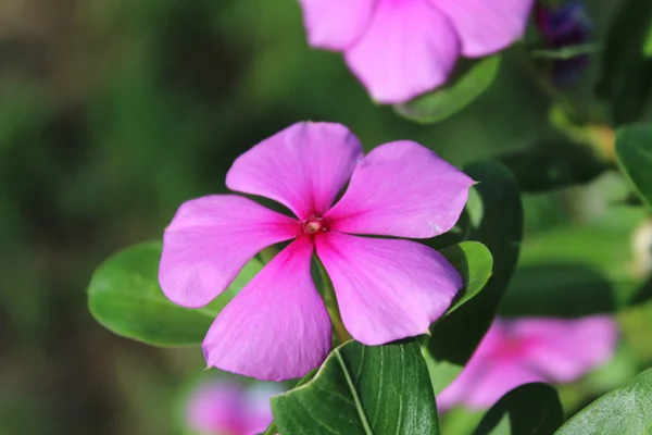 Bunga pinky — Stok Foto