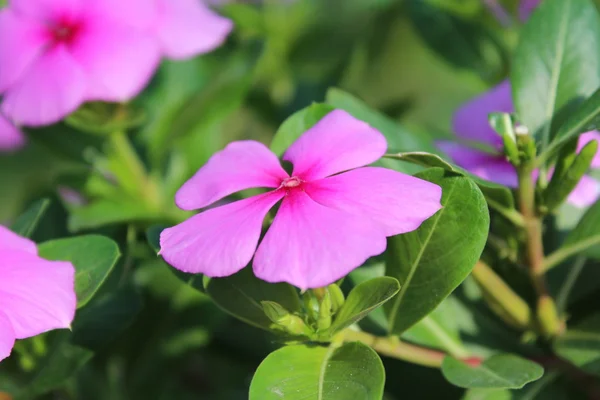 Pinky flower — Stock Photo, Image