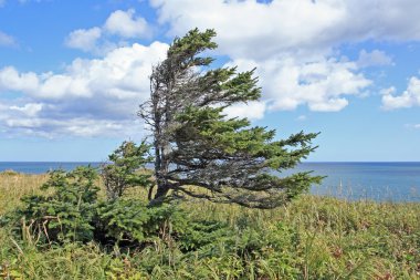okyanus köknar ağaçlarıyla