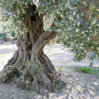 eski zeytin ağacı