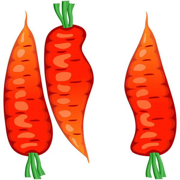 Tre råa morötter — Stock vektor
