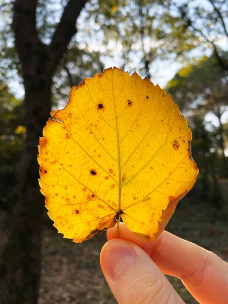Kurumuş yaprak tutuyor. Sonbahar konsepti. kuru sarı kavak ağacı yaprağı