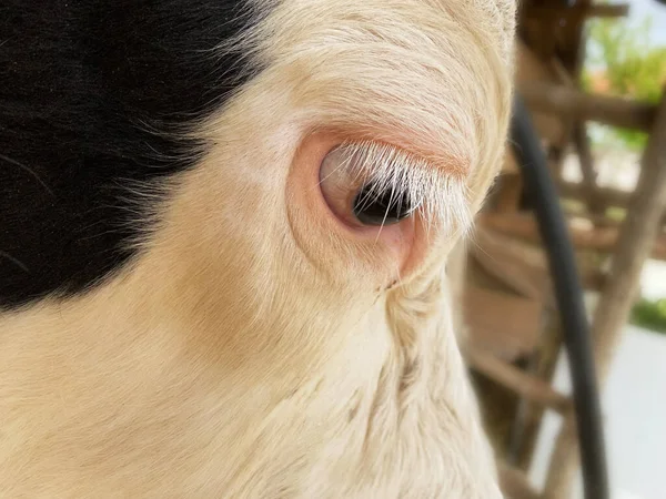 close-up cow head. holstein cow. selective focus on eye