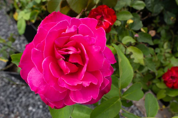 Schöne Blumen Auf Dem Hintergrund Eines Blumengartens Rosen Park — Stockfoto