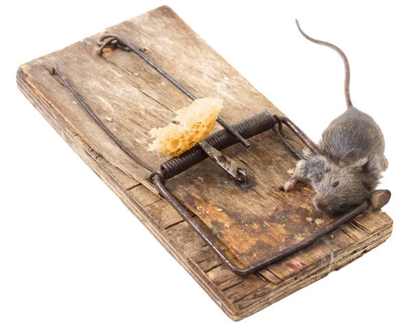 Νεκρό ποντίκι σε μια Ποντικοπαγίδα — Φωτογραφία Αρχείου
