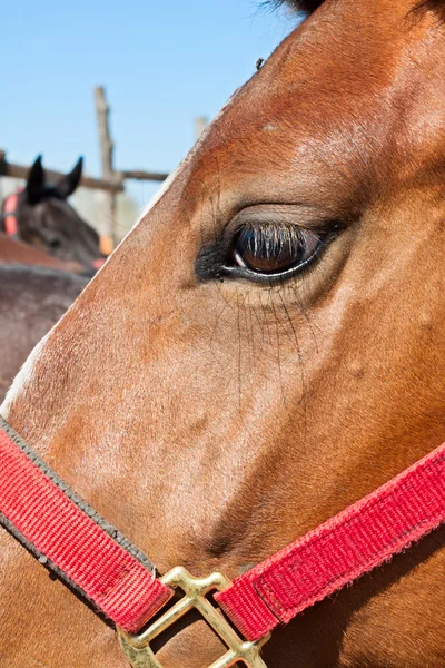 Horse head close-up — Stock Photo, Image