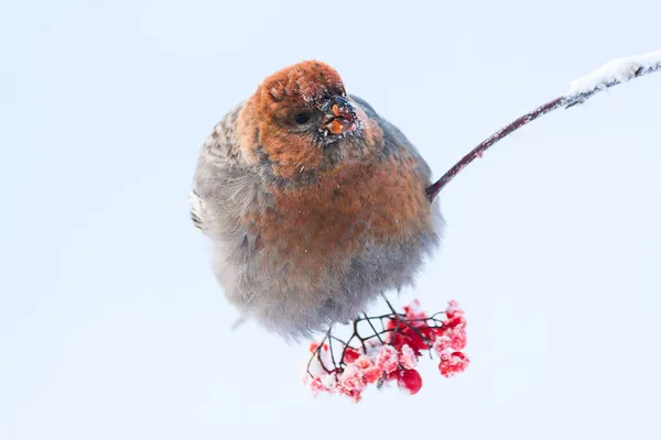 Fågel sitter på en gren — Stockfoto