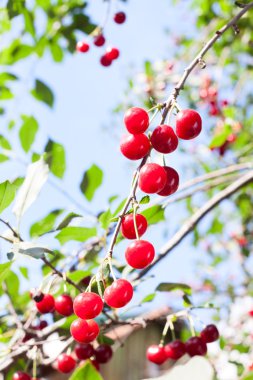 dal taze kırmızı kiraz