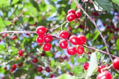 dal taze kırmızı kiraz