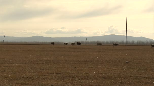 Um grupo de vacas pastando em um campo — Vídeo de Stock