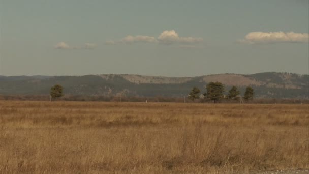 Campos — Vídeo de Stock