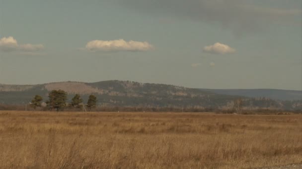 Campos — Vídeo de stock