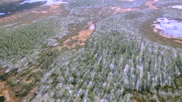 冻土带针叶林 — 图库视频影像